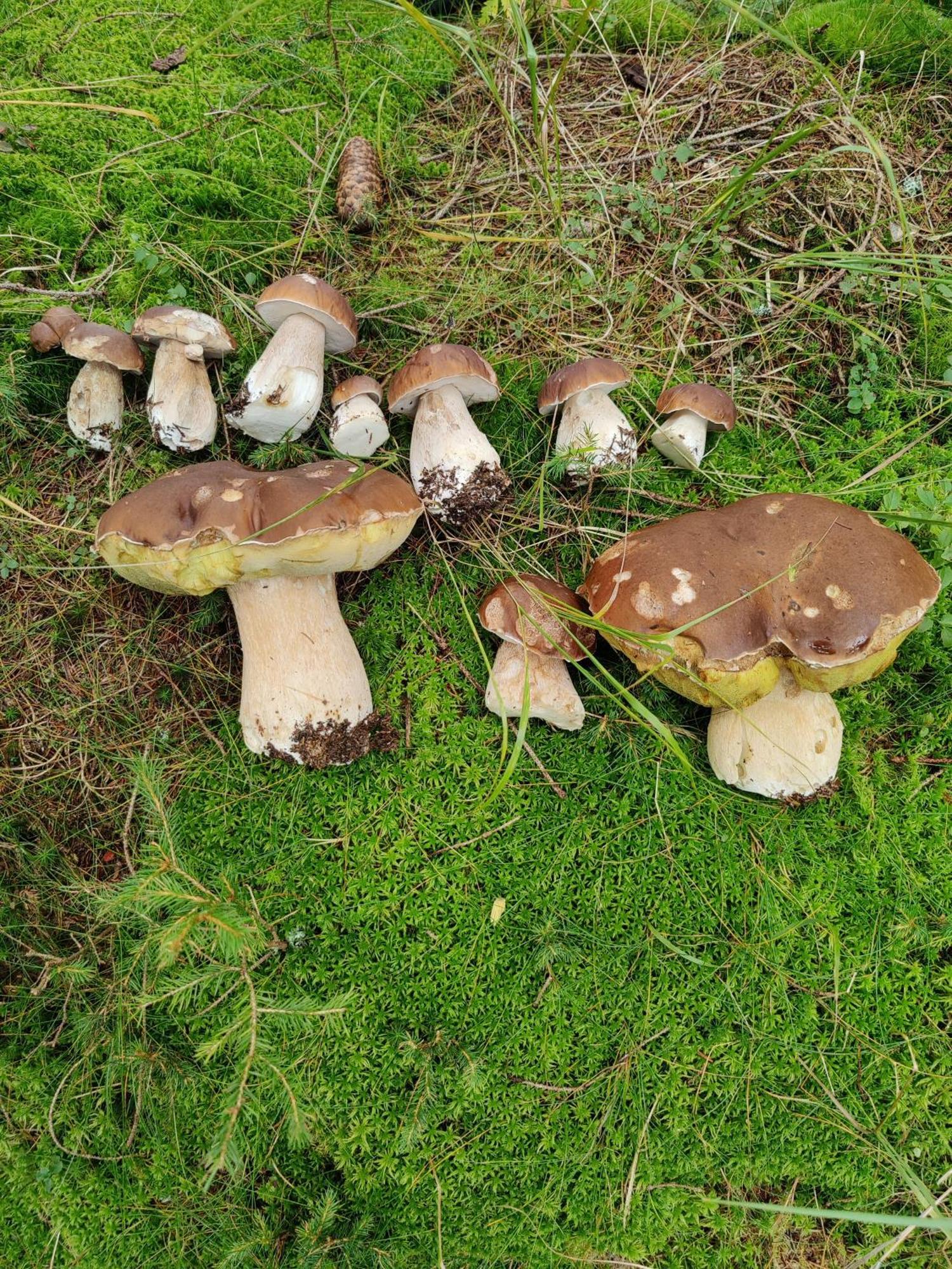 U Zlate Brizy Krusne Hory - Erzgebirge Lägenhet Horní Blatná Exteriör bild